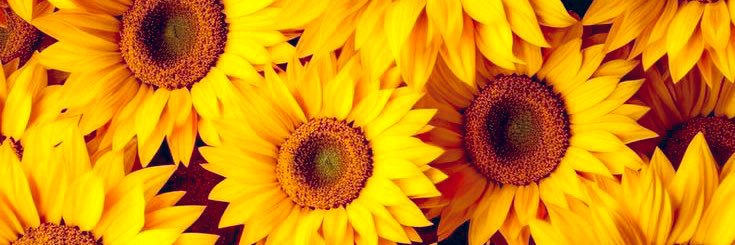 deonnarosee's profile banner image