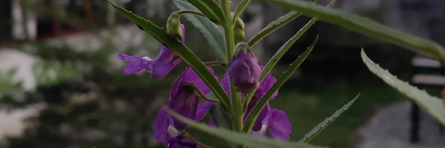 nuvalenvaard_'s profile banner image