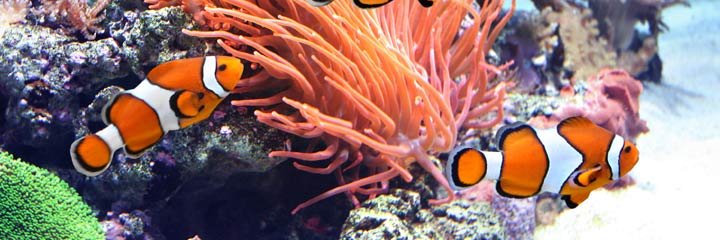 FrancescaORior2's profile banner image