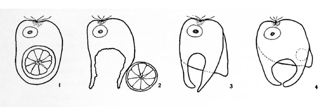 Hamilton Morris banner