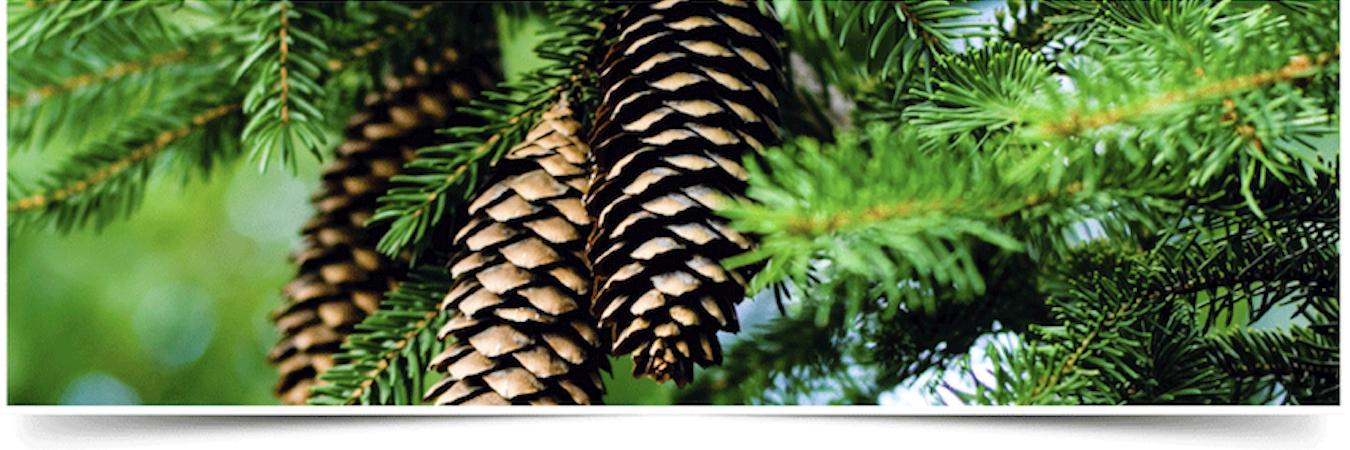 ChoosePrint's profile banner image