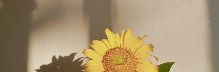 llllla66's profile banner image