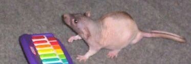 Lagomorphal's profile banner image