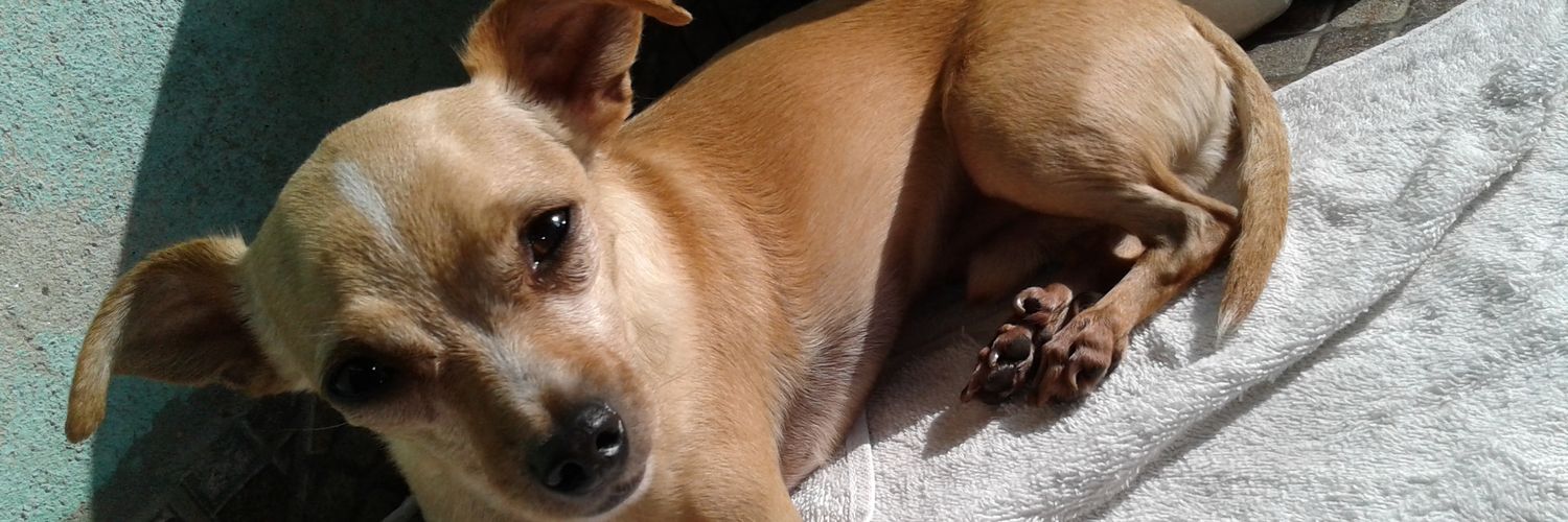 shirleysilva124's profile banner image