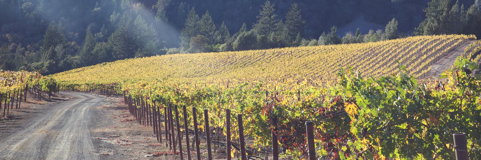 GuildSomm International banner