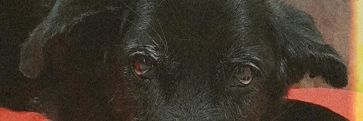 aalfong's profile banner image
