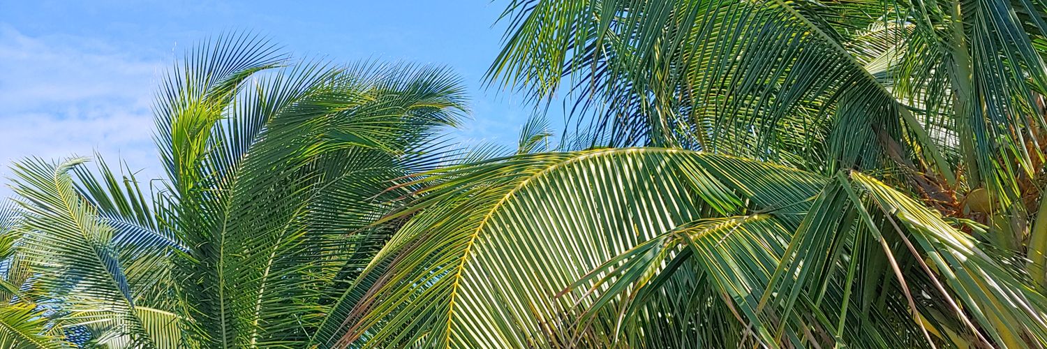 StephanieNok's profile banner image
