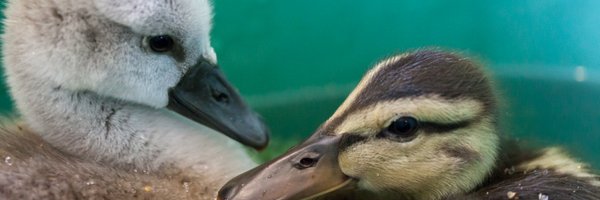 WildCareCapeCod Profile Banner