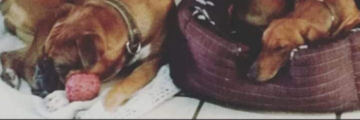 _YuriLara's profile banner image