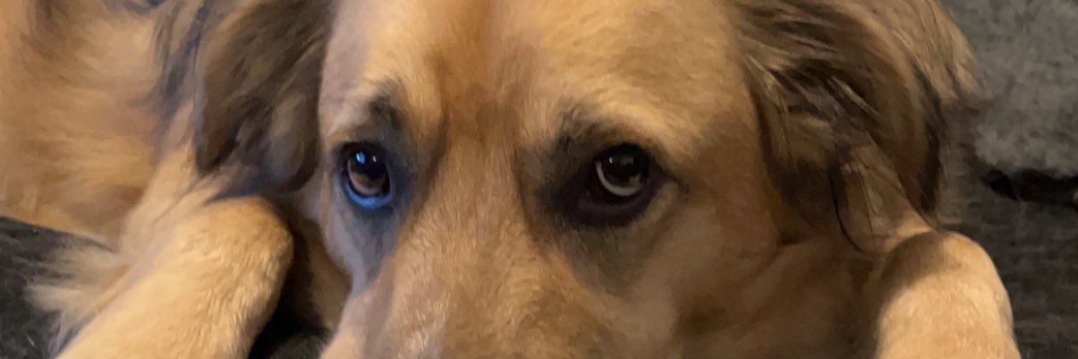 Brian_The_Bat's profile banner image
