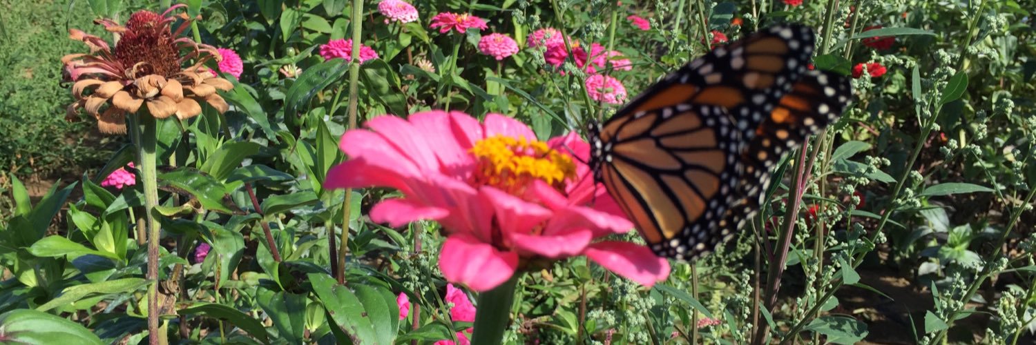 Stephanie Suriano banner