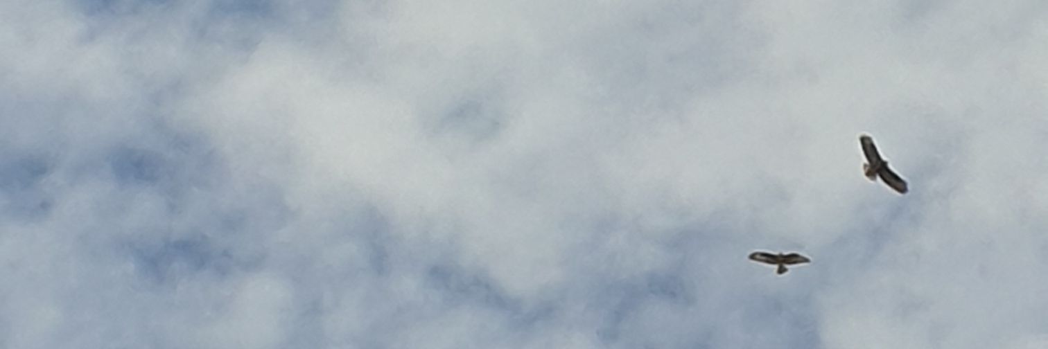 psicrotermofilo's profile banner image