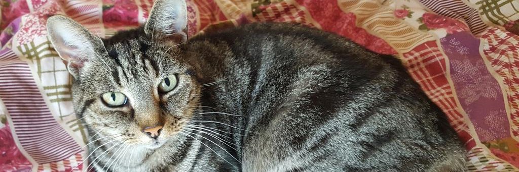 bestcatintown's profile banner image