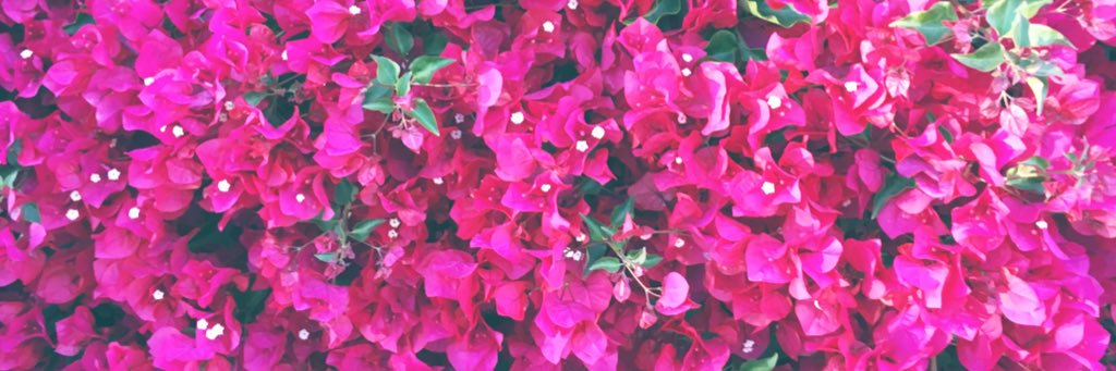 CuriousCoquette's profile banner image