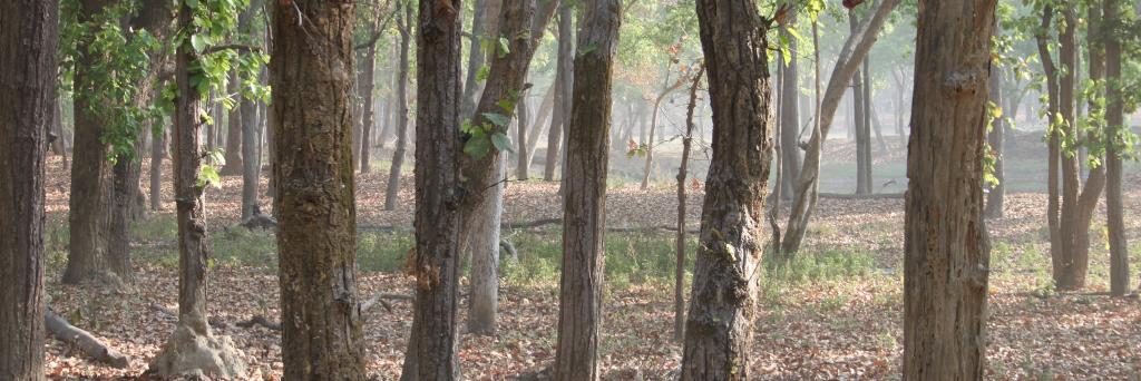 Nikki Tagg 🍃💚🍃 banner