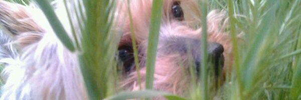 Silvia_cff's profile banner image