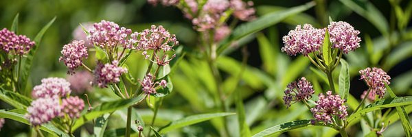 HoCo_Library Profile Banner