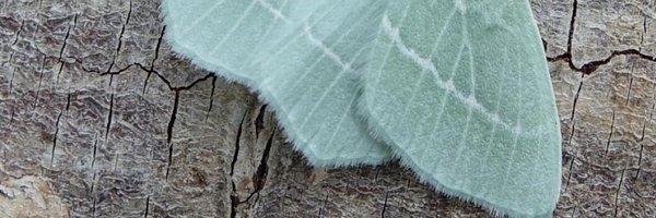 roua_ho Profile Banner