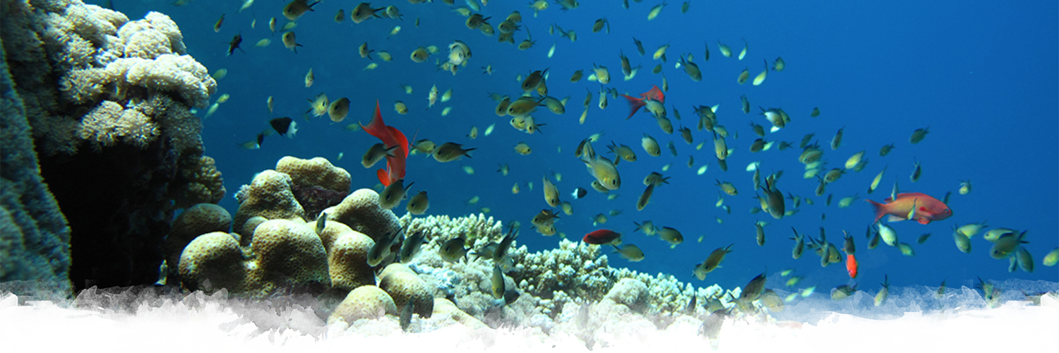 earthwatch_org's profile banner image