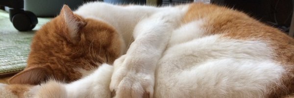 nemo963777 Profile Banner