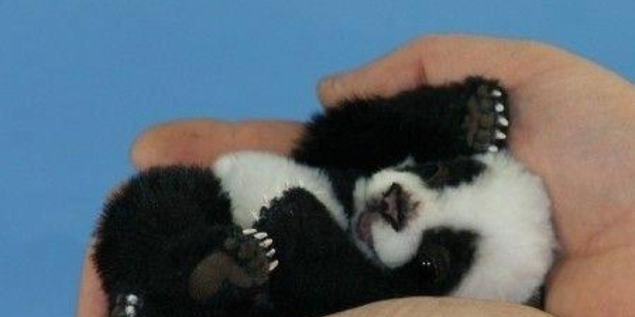 Littlebear334's profile banner image