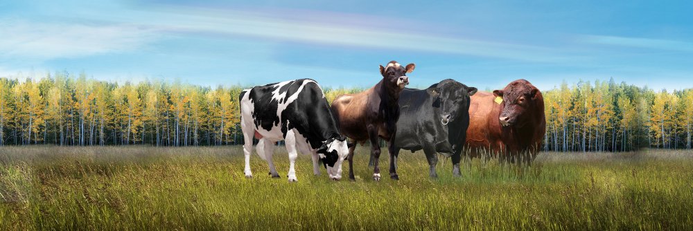 AccelGen's profile banner image