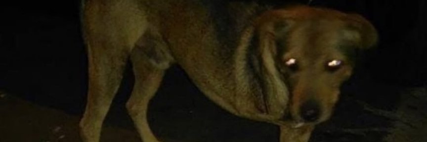 zedadeusa's profile banner image