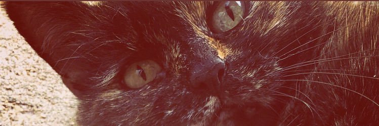 oneandonlydayna's profile banner image