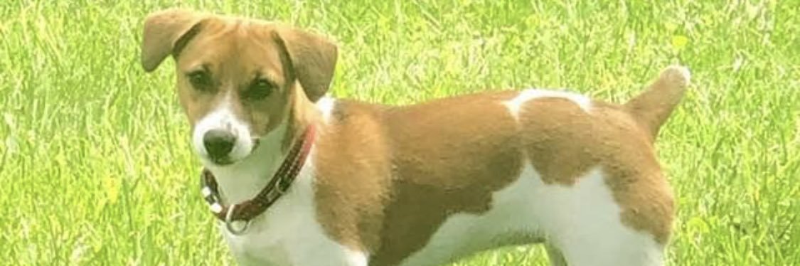 Lynn Sheridan banner