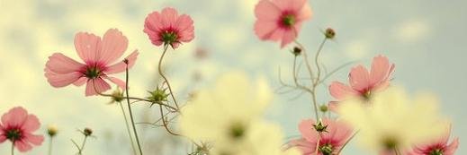 SamanthaPajor's profile banner image