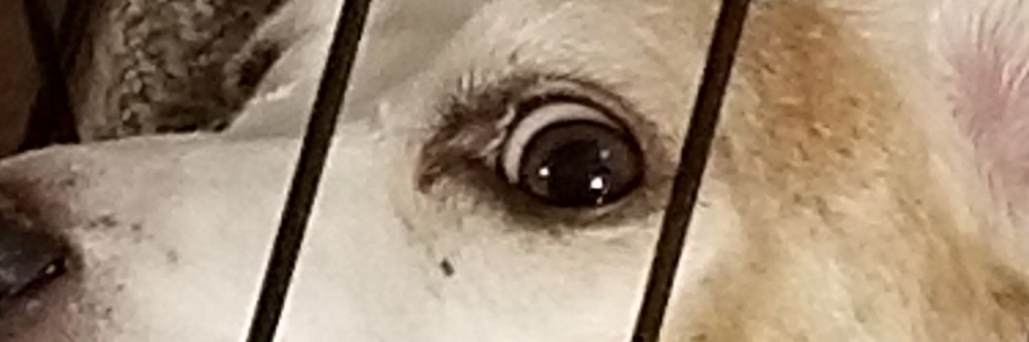 Sirbubfree's profile banner image