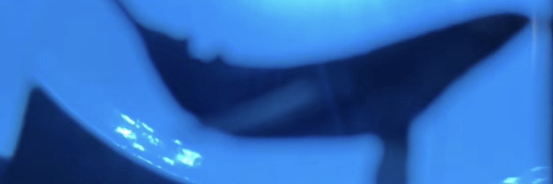 ZivFor's profile banner image