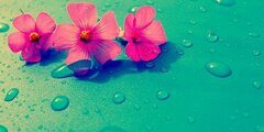 MwarrRyanii's profile banner image