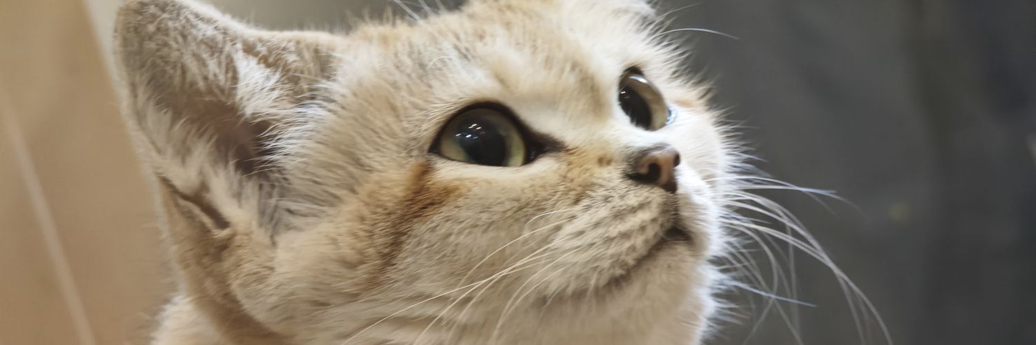M3akiba's profile banner image