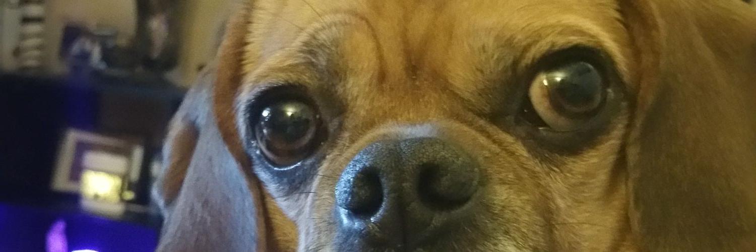 soakedinhops's profile banner image