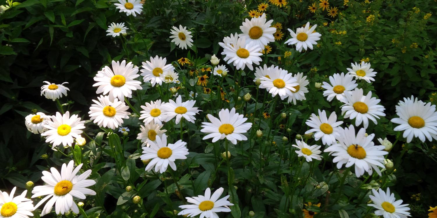 Stéphanie Larivière-Roberge banner