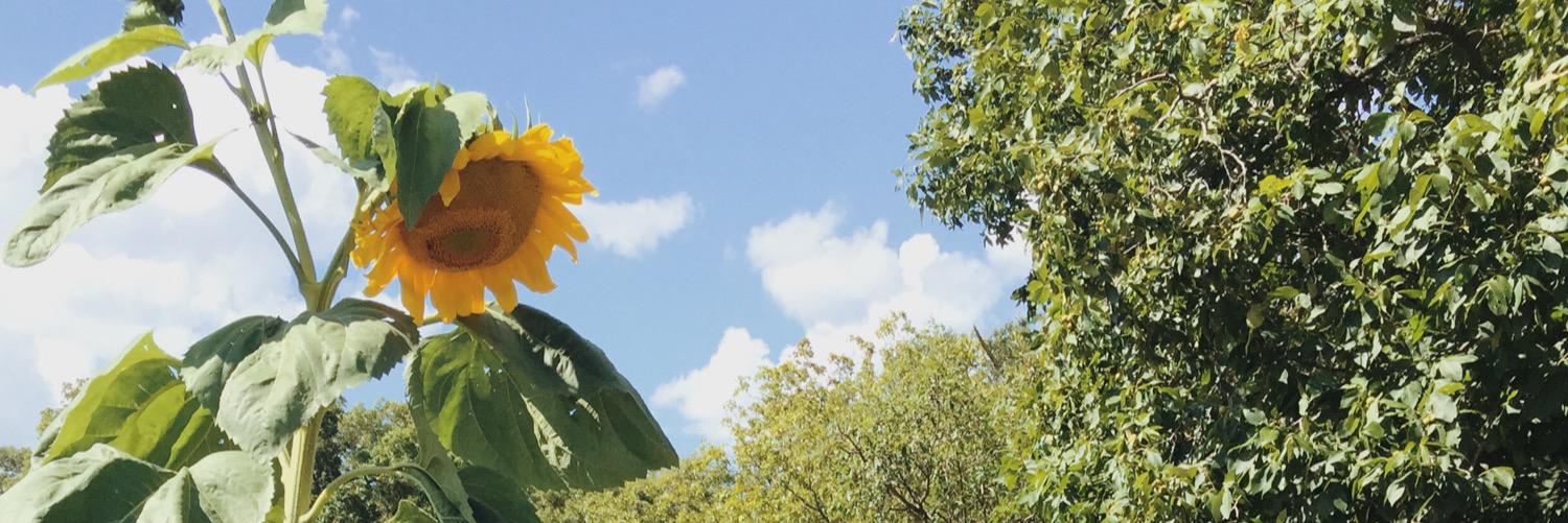 amythomas94's profile banner image