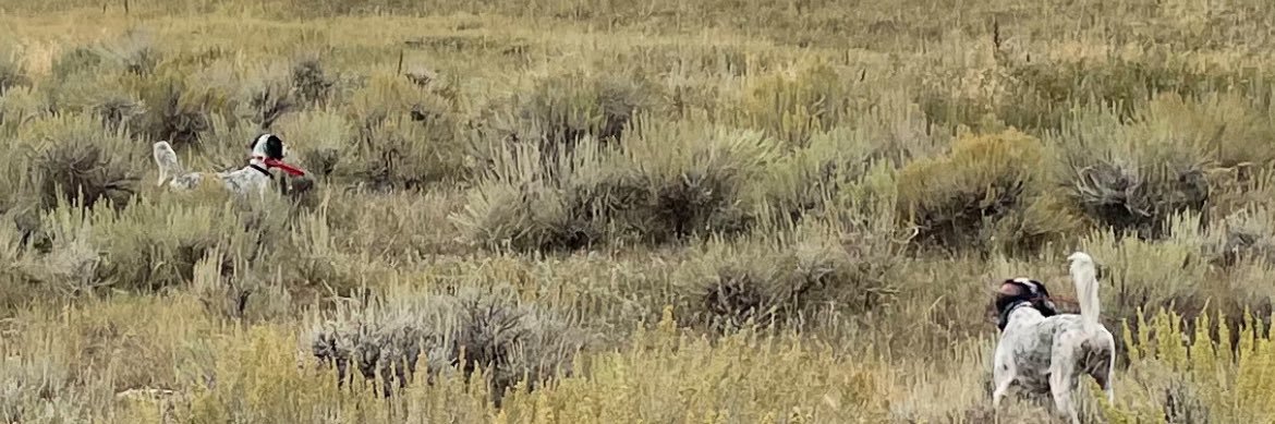 Dr. Kelly Reyna banner