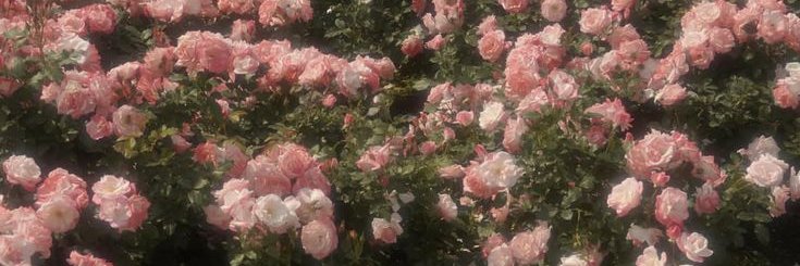 say — banner