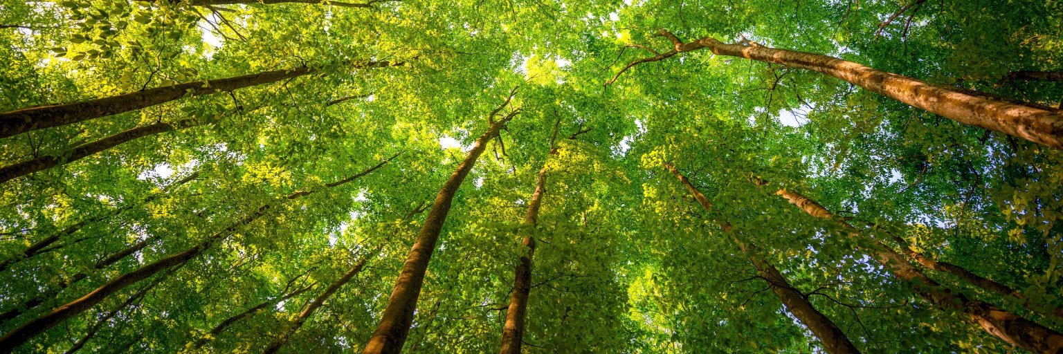 SayTrees's banner
