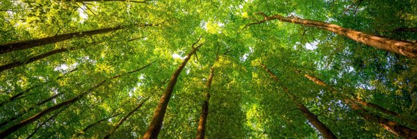 saytrees_ind Profile Banner