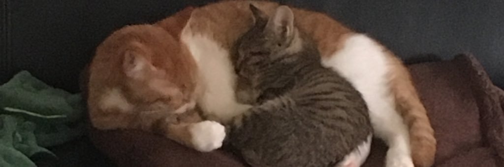 tileirylily's profile banner image