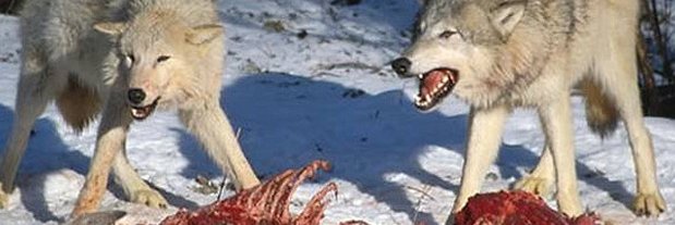 @ντίστροφος 🇨🇾's banner