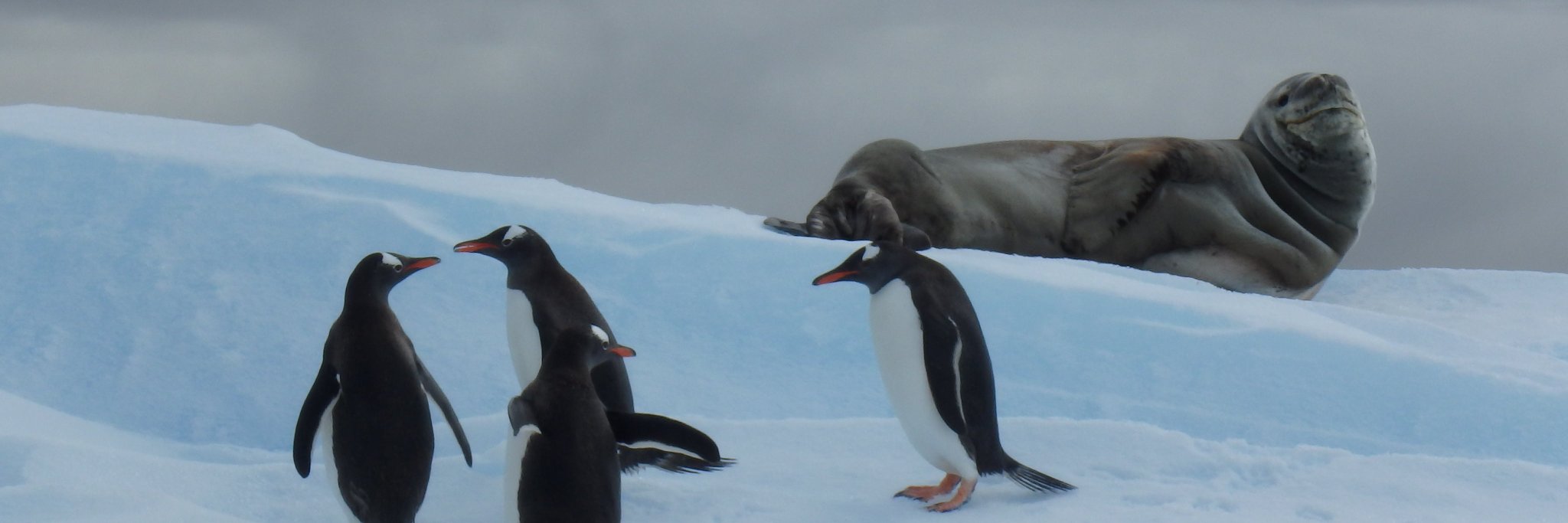 Scott Sweetow banner