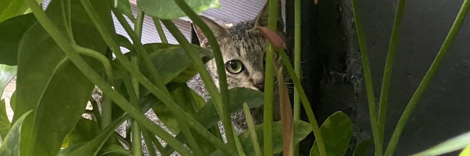 🍂🍂🍂 banner