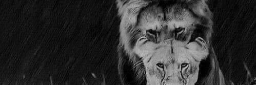 mcblncglls's profile banner image