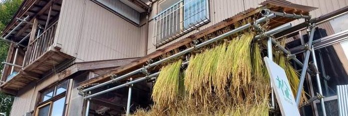 のんこ🍥 banner