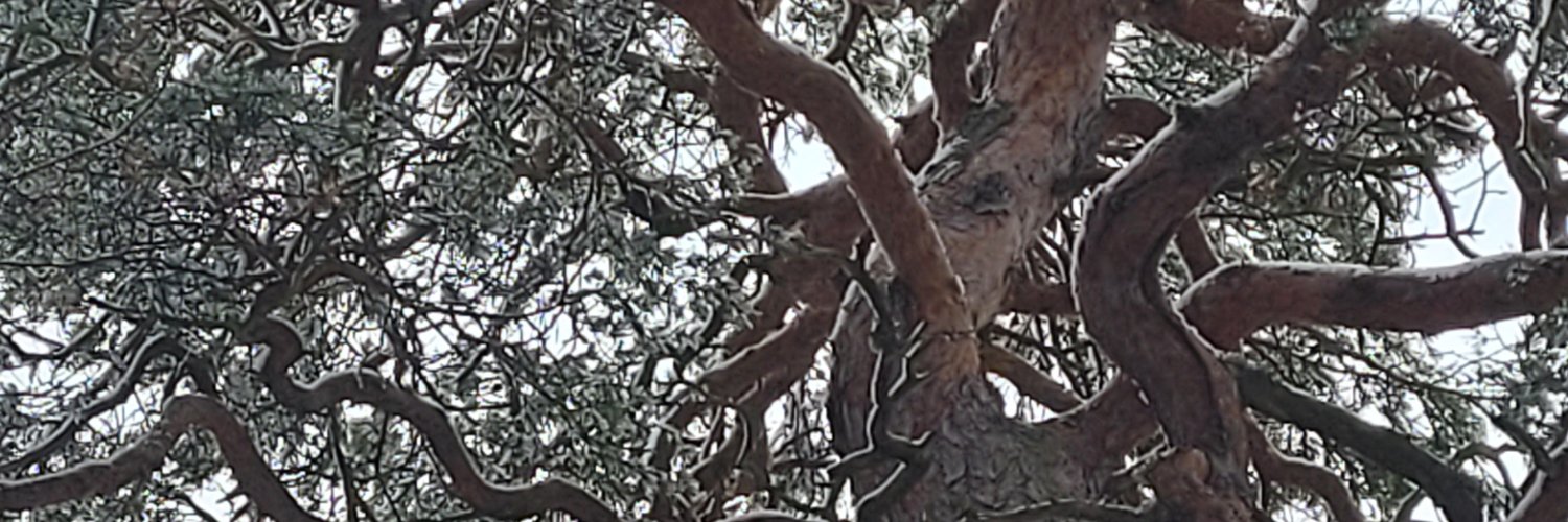 asawelin's profile banner image