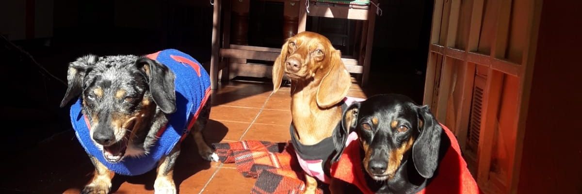JeanetChavez's profile banner image