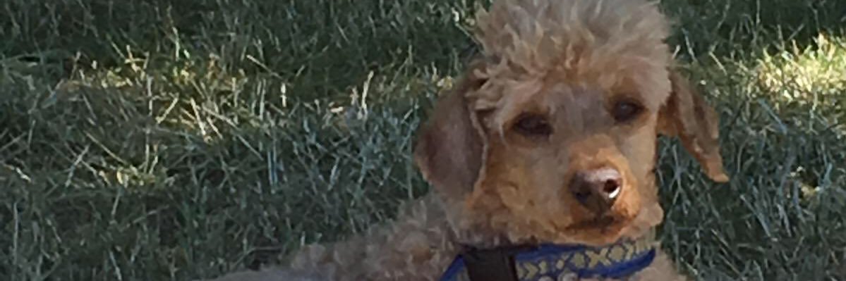 Henrik Olsson banner